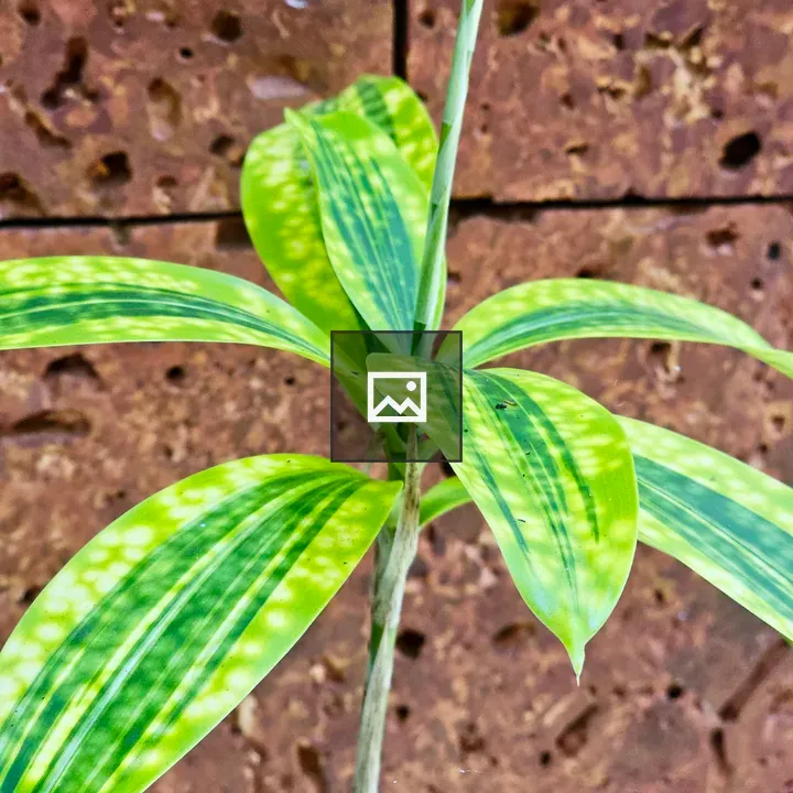 Gold Dust Dracaena Leaves