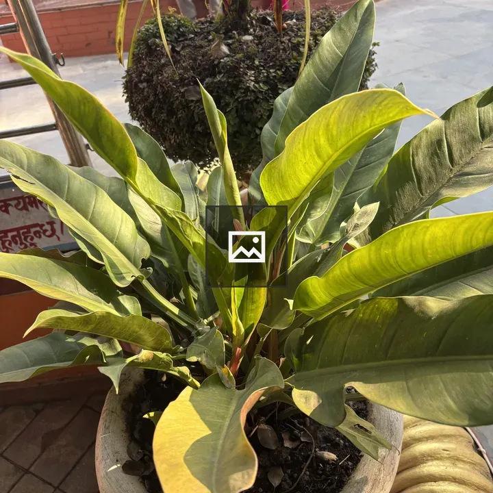 Close-up of green plant in pot