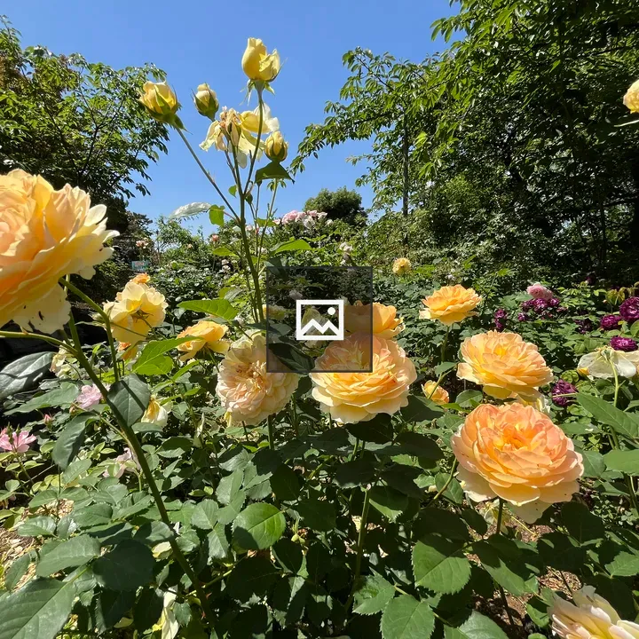 Yellow roses in garden scene