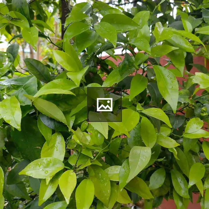 Close-up of lush green plant leaves