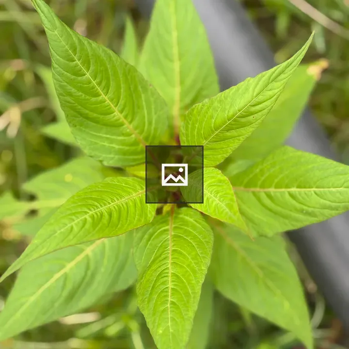 Close-up Green Plant Leaves