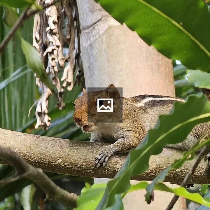 Indian palm squirrel