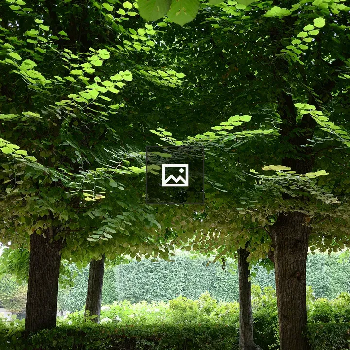 Trees in Paris