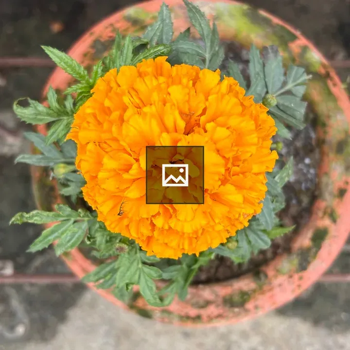 Marigold in terracotta pot