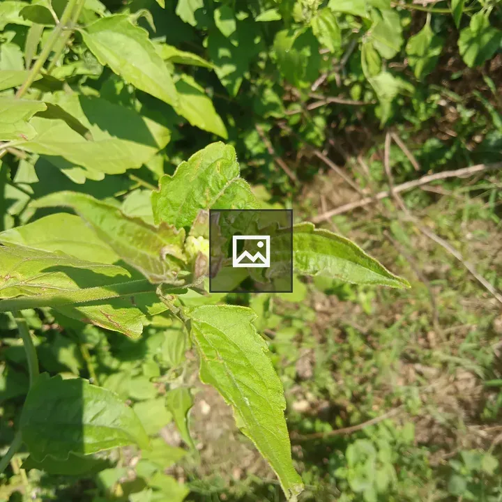 Small Plant in Bangladesh