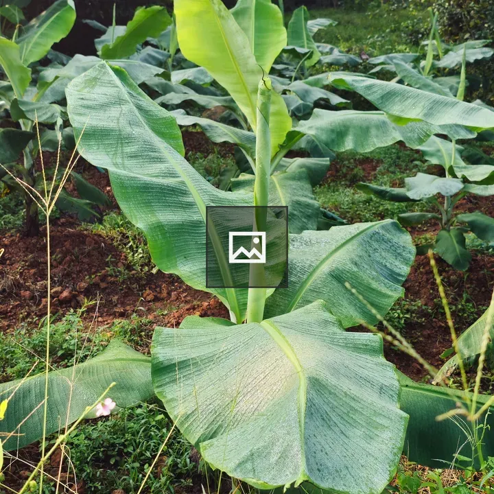 Banana Plant in Morning Light