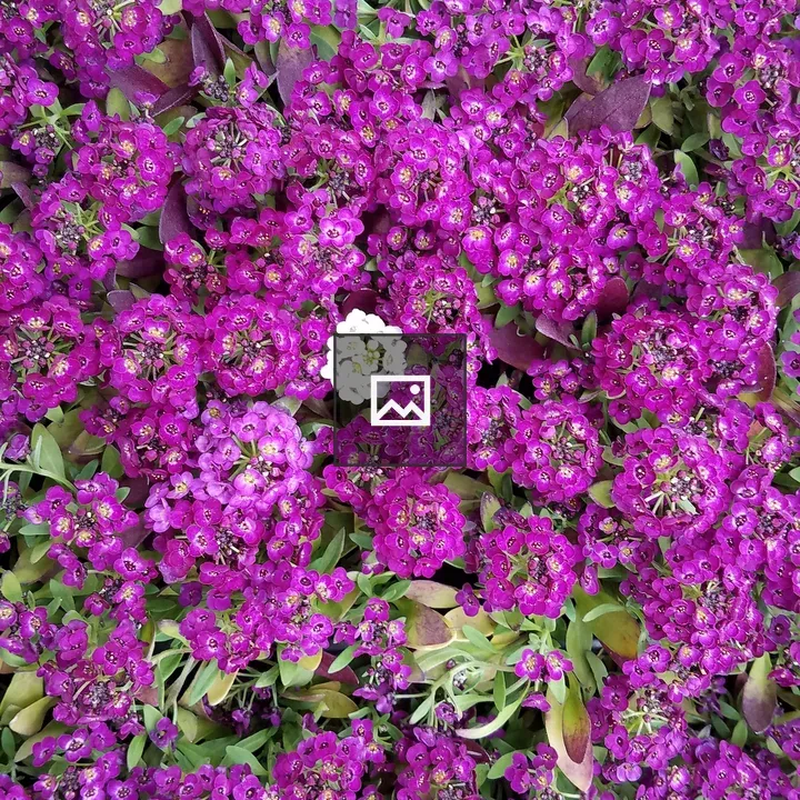 Sweet alyssum bloom