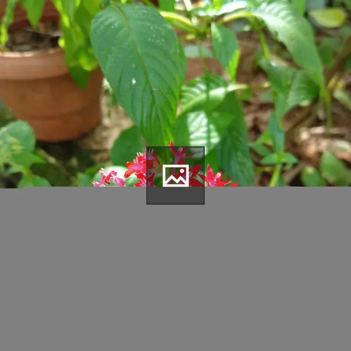 Pentas lanceolata