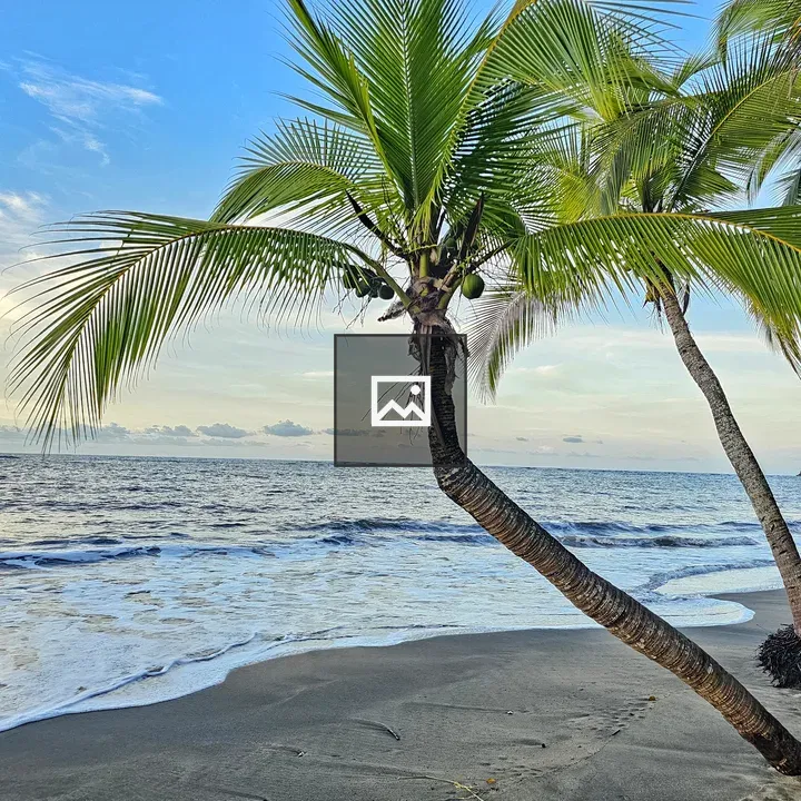 Leaning palm on a dark sandy beach