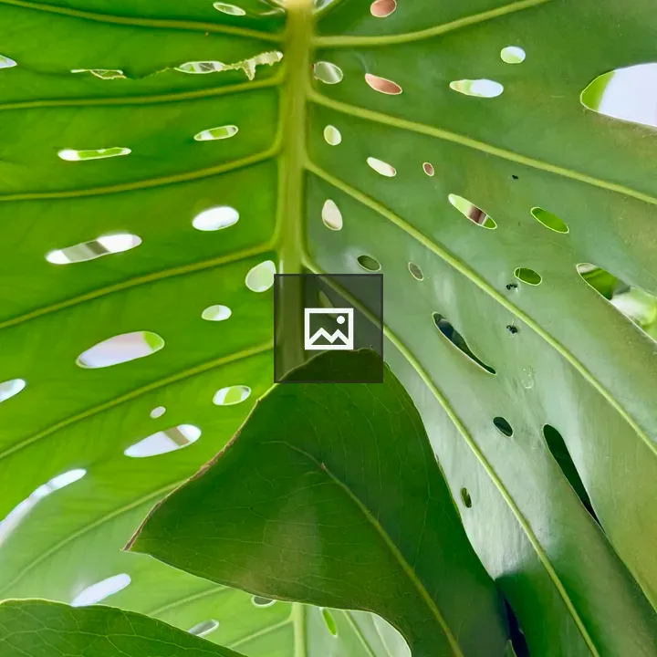Monstera leaf close-up