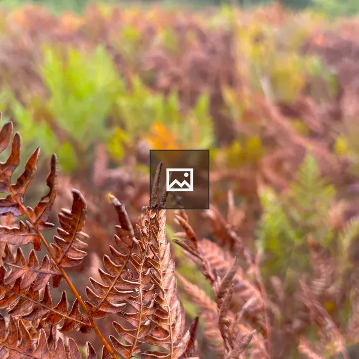 Closeup Fern in Autumn Frost