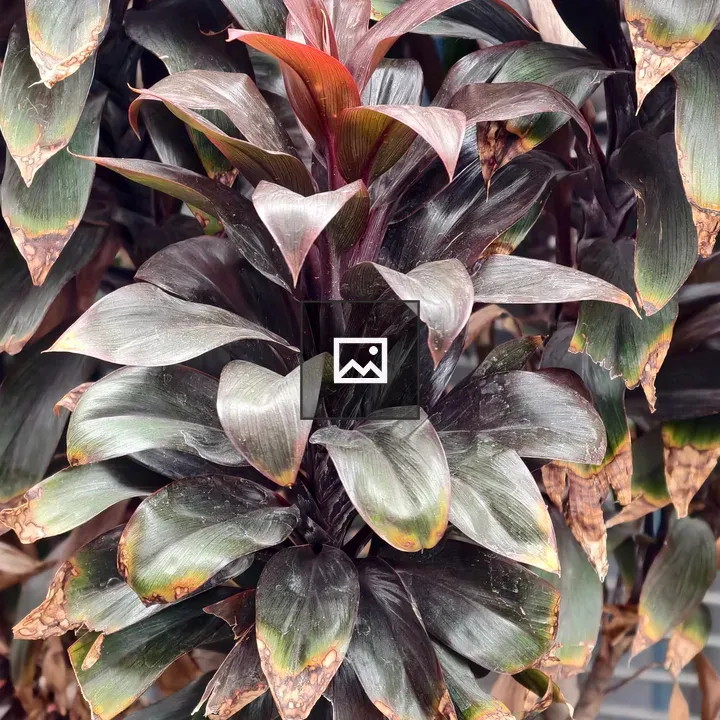 Close-up Plant with Purple and Green Leaves
