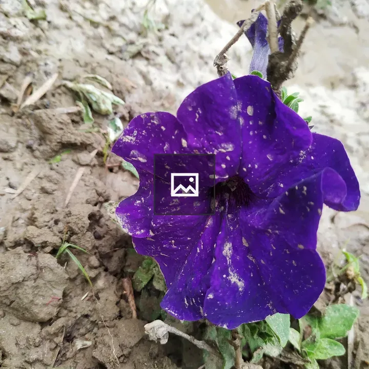 Dirty purple flower