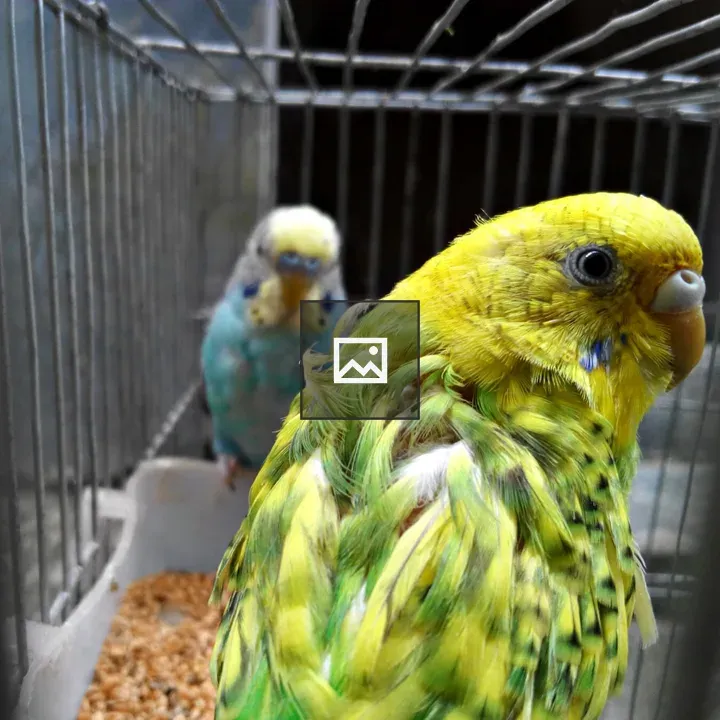 Two budgerigars in a cage