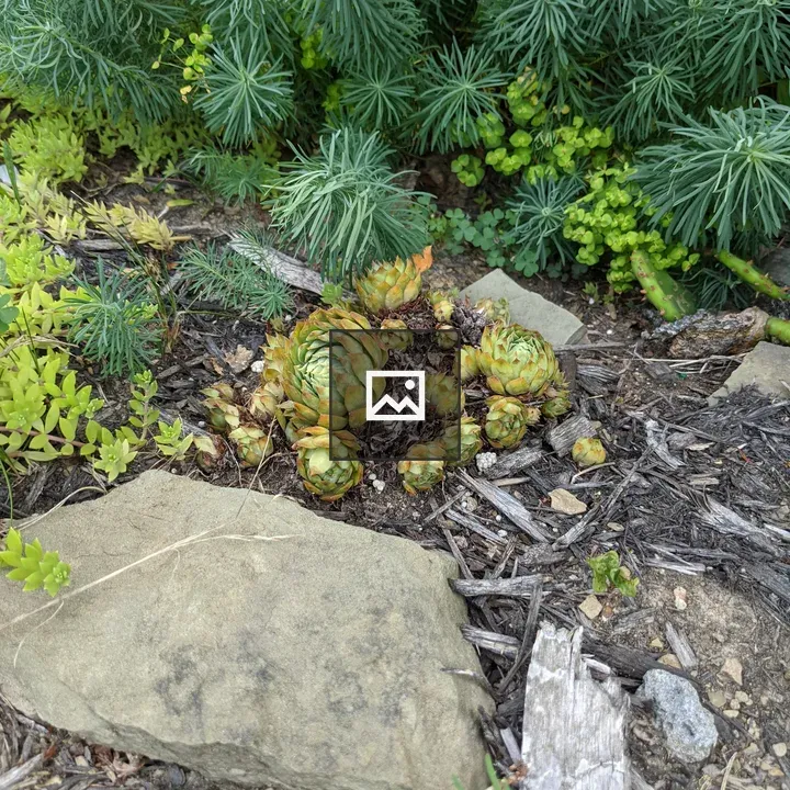 Spiny green plants and rocks