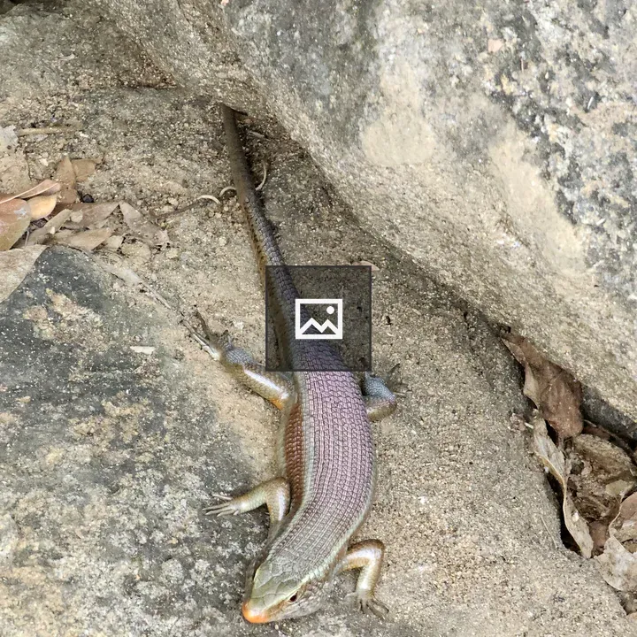 Skink in Breeding Coloration