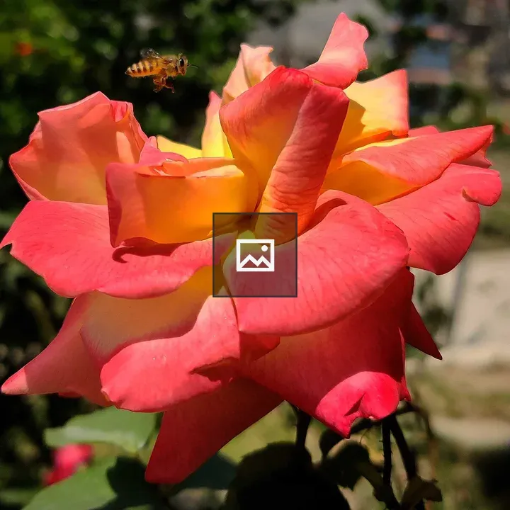 In my garden
