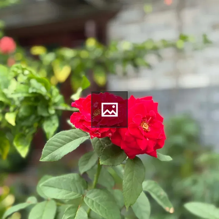 Close-up Red Roses on Green Stem
