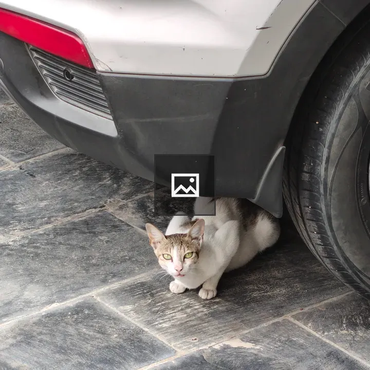 Domestic cat crouching under a car