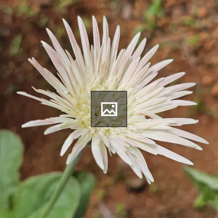 Close-up White Gerbera Daisy