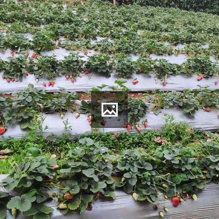 Strawberry farming