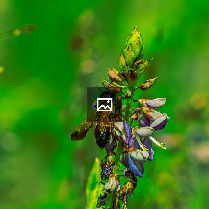 Bee on purple flowers