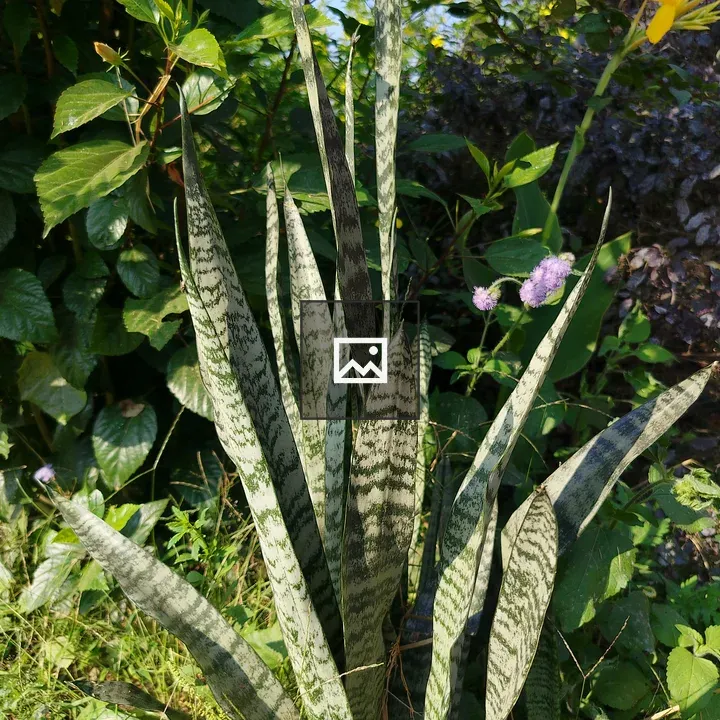 Green variegated plant with upright leaves
