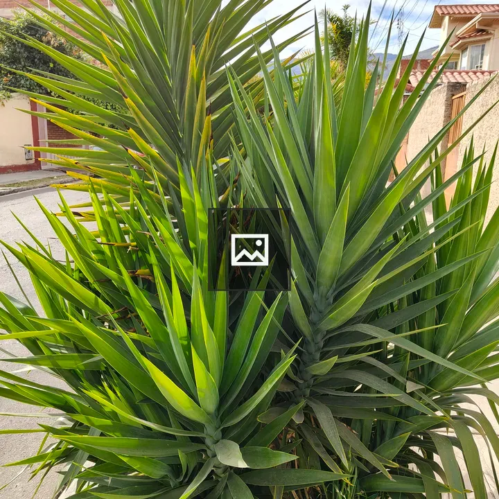 Plant with long green leaves