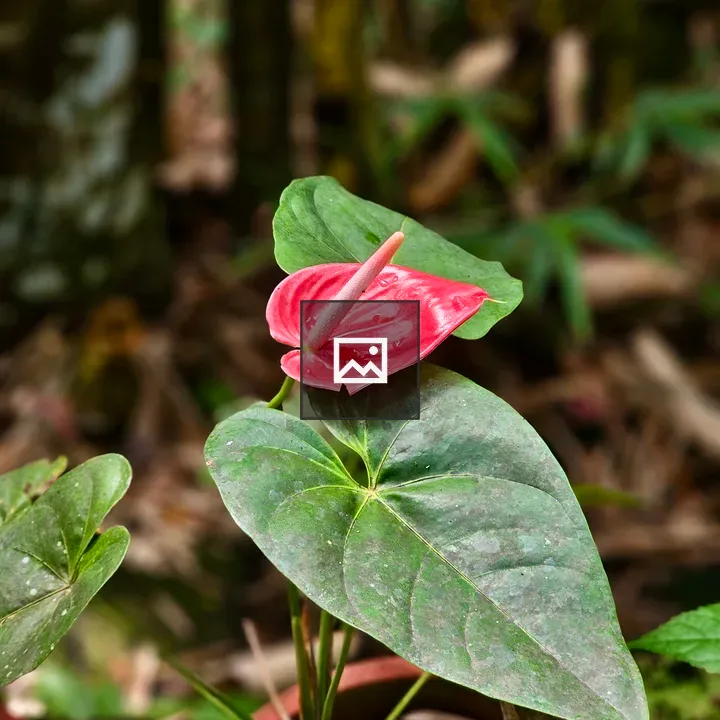 Red anthurium in pot