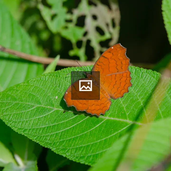Orange butterfly on leaf