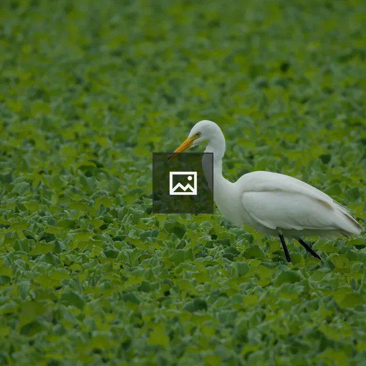 Intermediate egret in grasses