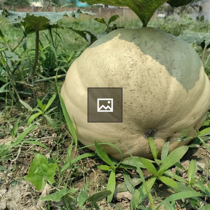 Pumpkin in Green Grass