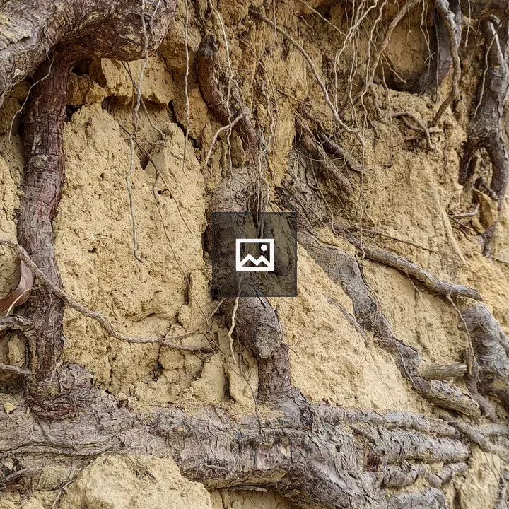 Tree root in hill land