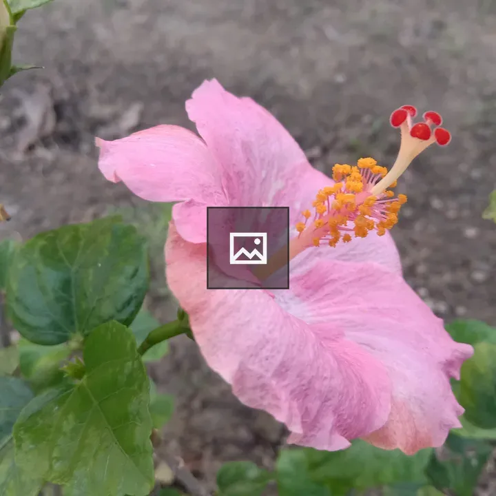 Pretty Pink Hibiscus Flower