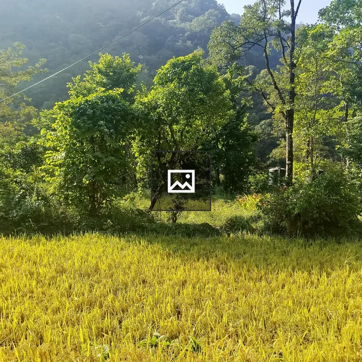 Sunlit terraced rice field
