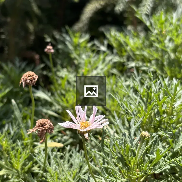 Daisy with Purple Petals