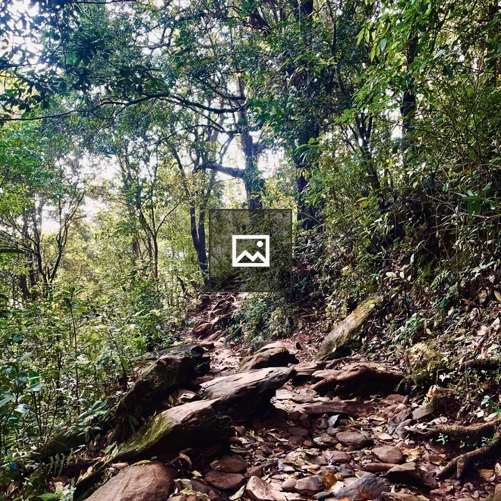 Winding dirt path through forest