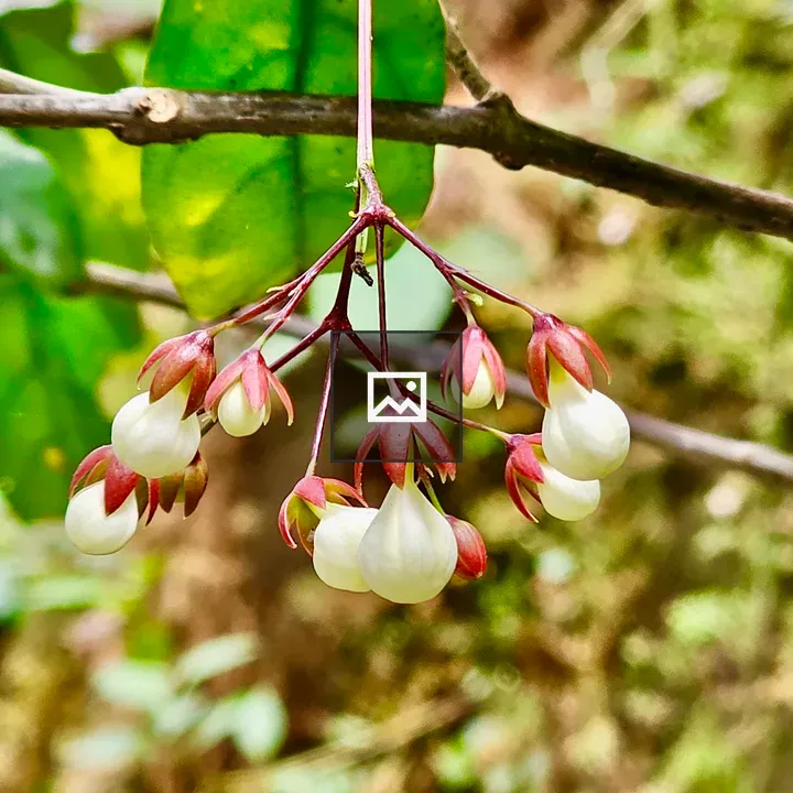 Chains Of Glory buds