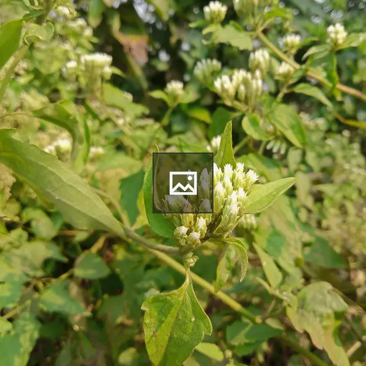 Small white flower plant
