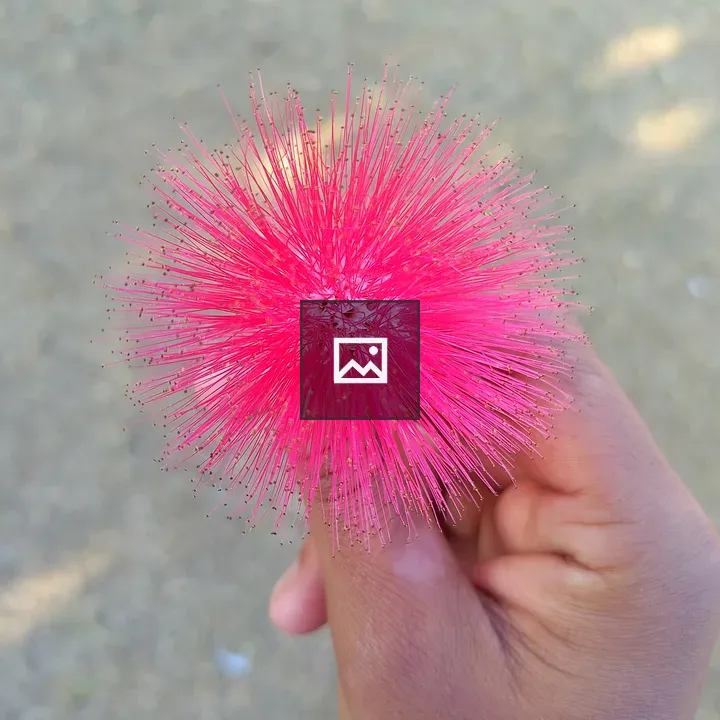 Close-up pink fluffy flower