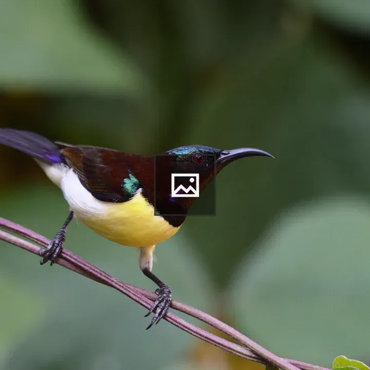 Sunbird on Thin Branch