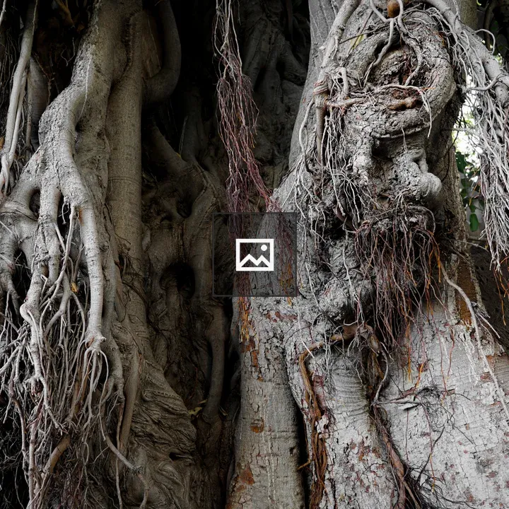 Aerial roots of a ficus tree