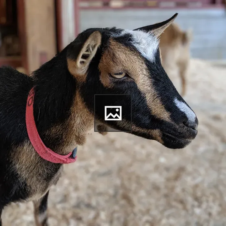 Bored looking goat
