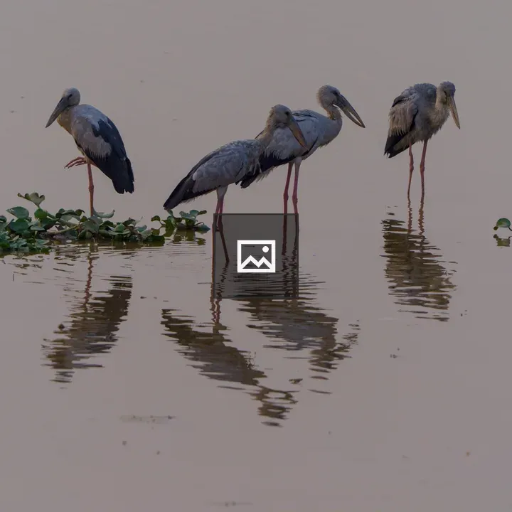 Five storks in shallow water