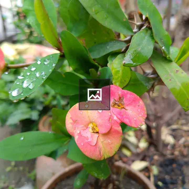 Pink crown-of-thorns flower