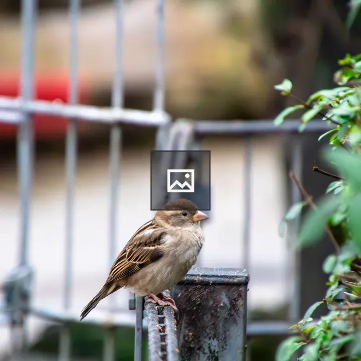 Sparrow on Fence Post