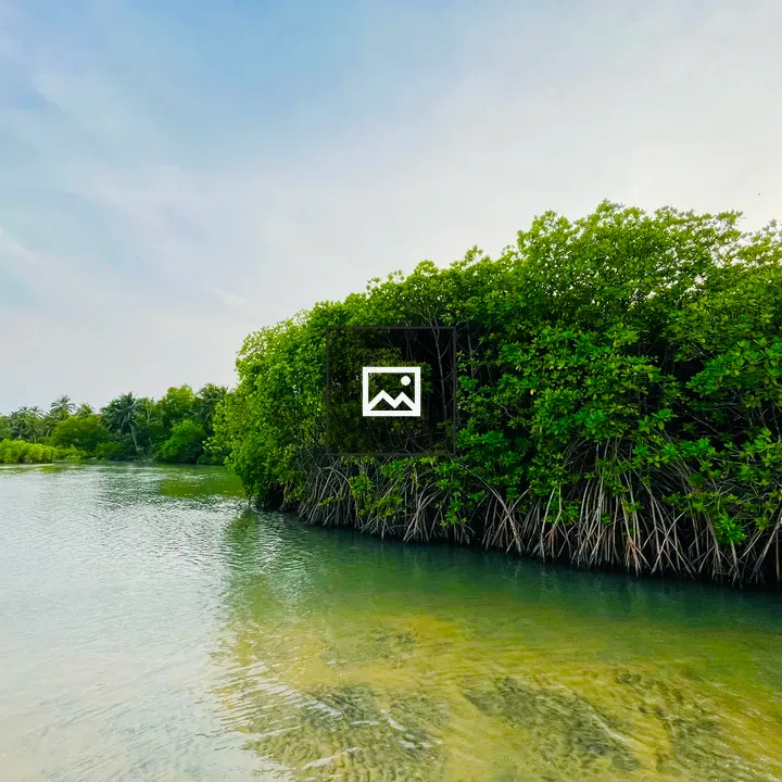 Mangroves by the Water Edge
