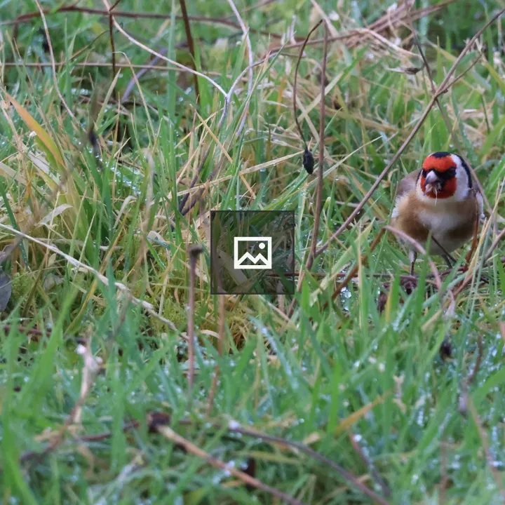 Goldfinch feeding in dewy grass