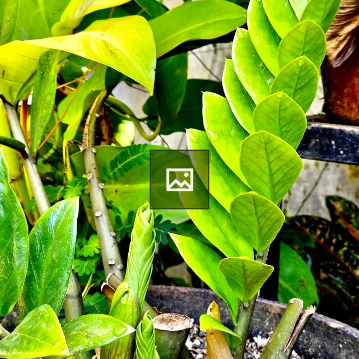 New ZZ Plant Leaf Opens