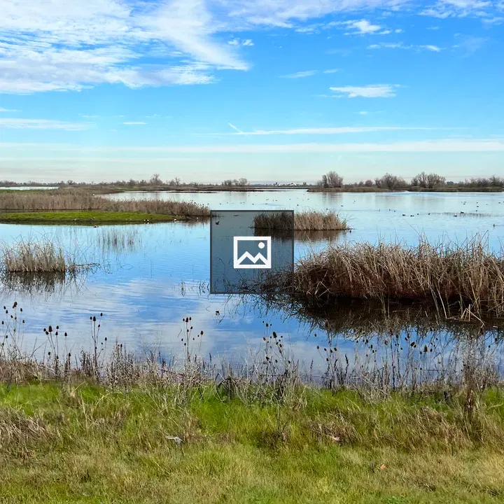 Sacramento Wetlands Landscape